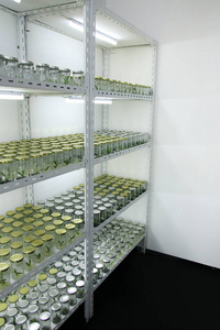 水土保持植物实验室货架上的植物组织培养