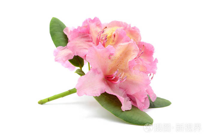 粉红色杜鹃花头白色隔离背景