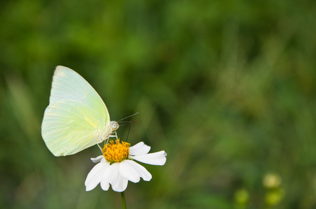 一只蝴蝶吃花蜜从花图片