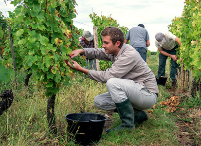 一名年轻的男子，采摘成熟的白葡萄品种