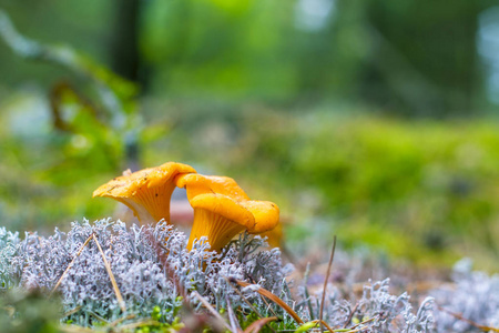 一对鸡油菌蘑菇生长在苔藓木材。黄帽菇在森林中生长