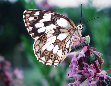 蝴蝶 galathea melanargia 绿草可爱