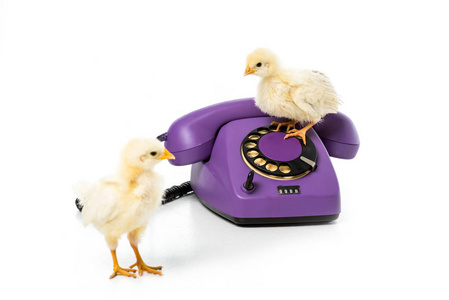 可爱的小鸡与旋转电话隔绝白色图片