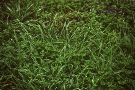 水滴在新鲜的 artistc 草的背景。绿草背景