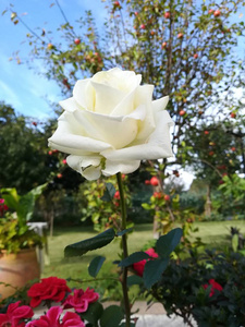 美丽的自然特写镜头白色玫瑰植物园英国花园奇幻浪漫
