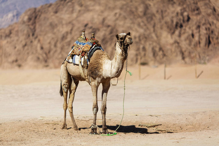 骆驼在沙漠中。埃及