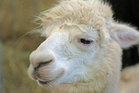 白羊驼生产细羊毛