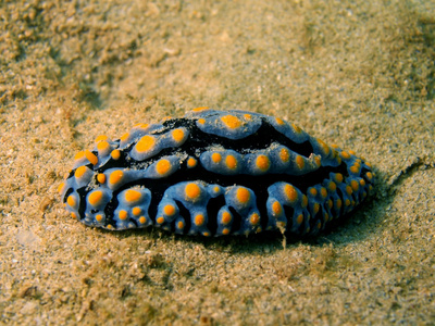 海蛞蝓的南中国海