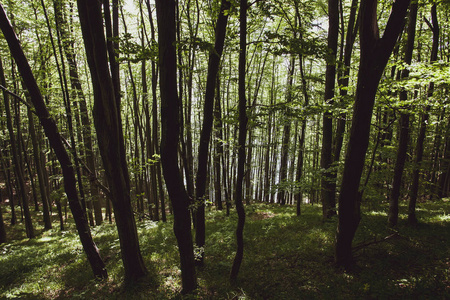 夏季 Bieszczady 地区的和平森林, 波兰, 欧洲