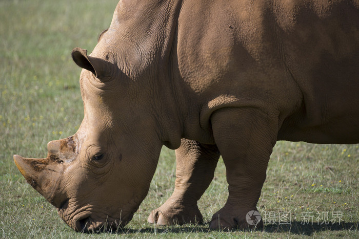 世界最珍稀的动物_世界珍稀动物第一名_世界珍稀植物图片