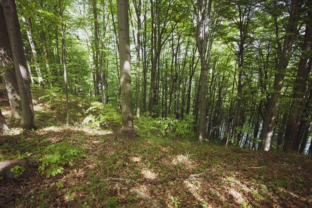 夏季 Bieszczady 地区的和平森林, 波兰, 欧洲