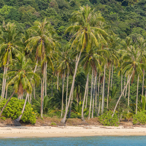 泰国象岛岛上美丽的热带海滩上的棕榈树