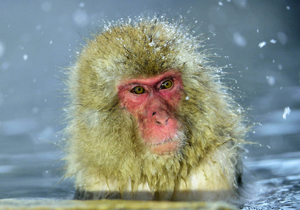 雪猴在自然的温泉里。日本猕猴 科学名字 猕猴 fuscata, 也被称为雪猴