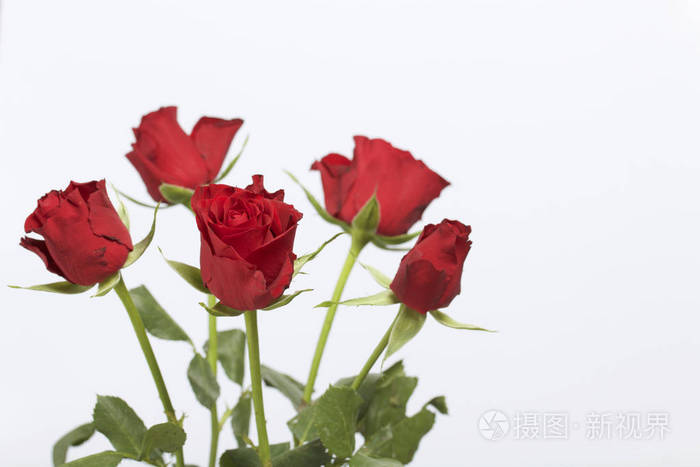 五朵花.在白色背景上