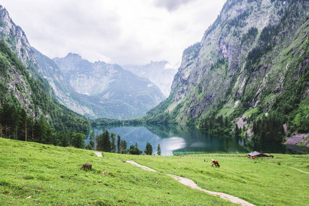 欧伯湖湖, nau 是 Konigssee, 巴伐利亚, 德国。在国家公园贝希特斯加登的大高山风景与母牛