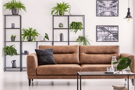 棕色真皮沙发和桌子在白色客厅内部与植物在货架上和海报。真实照片