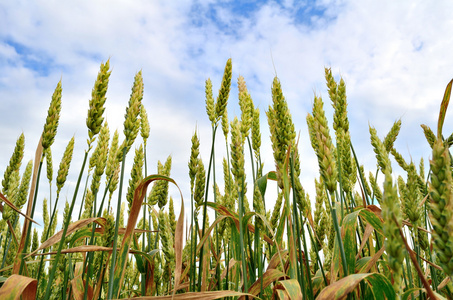 小麦对天空的耳朵