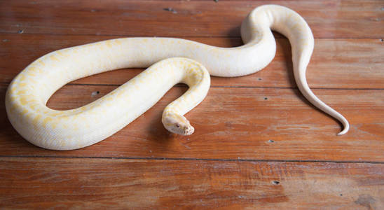 木地板上的金蟒蛇