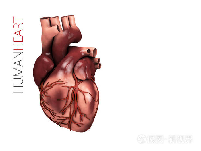 人体心脏解剖.器官符号3d 在白色背景上隔离的插图