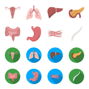 肠, 胃, 肌肉, 脊柱。器官集合图标在卡通, 平面式矢量符号股票插画网站