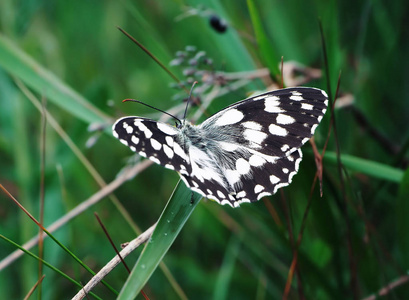 蝴蝶 galathea melanargia 绿草可爱