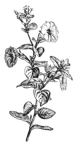 该植物的花卉是在多种颜色和叶子的植物是大的大小和深色的颜色, 复古线条画或雕刻插图