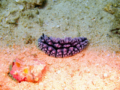 菲律宾海的海蛞蝓