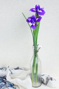 两个蓝色 irise 鲜花