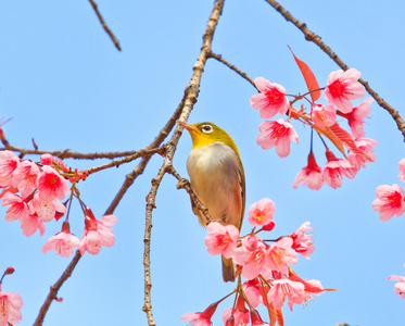 樱花与樱花绿绣眼鸟