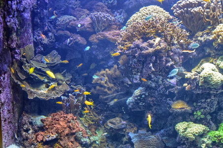 热带水族馆充满五颜六色的鱼