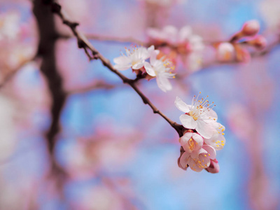 杏花粉红春花