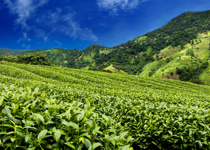 茶园与云计算和蓝色的天空