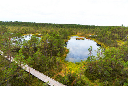Viru 沼泽 Viru raba 在爱沙尼亚的 Lahemaa 国家公园。Viru 沼泽研究足迹