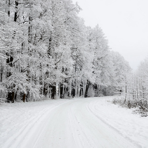 路和白霜冬季树上