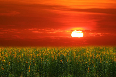 sunhemp 在山谷的夕阳和五颜六色的天空中的田野