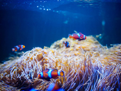 公子 Clownfishes 与珊瑚背景