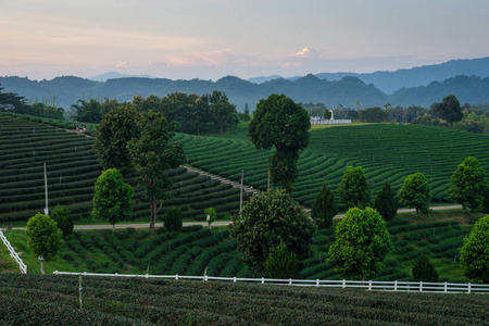 位于泰国日落的清莱美丽的绿茶农庄