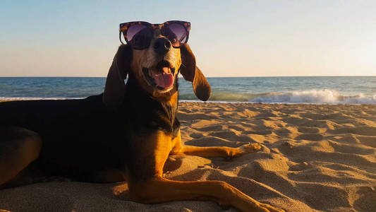 沙滩上的猎狗画像戴墨镜