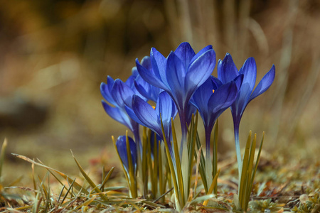 春花蓝番红花