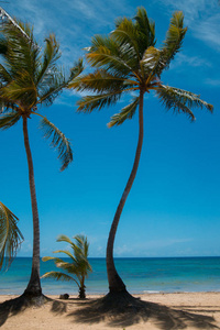 椰子树上海洋岸