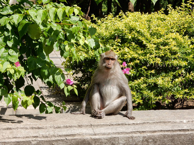 坐在人的姿势猴在开花植被包围