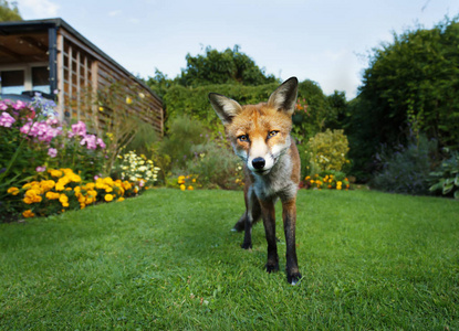 红狐站在花园里花