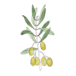 橄榄树枝叶子和橄榄的向量例证。在白色背景的轮廓图