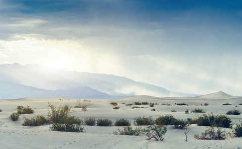 美国加利福尼亚州日落期间沙尘暴死亡谷的豆科灌木沙丘