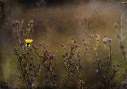 日落黄野生花卉的老式照片