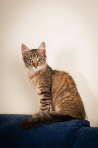 小型三月小猫在家中混合品种在蓝色沙发附近轻的墙壁