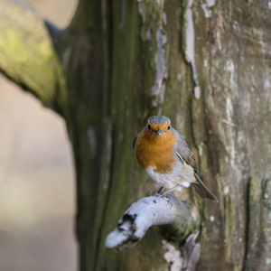 惊人的欧洲罗宾鸟 Erithacus Rubecula 肖像