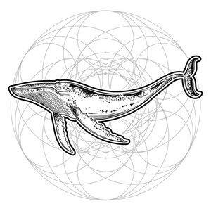 手工画的鲸鱼在几何样式背景