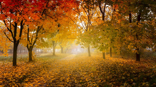 金色的秋天，在阳光明媚的森林里，自然背景