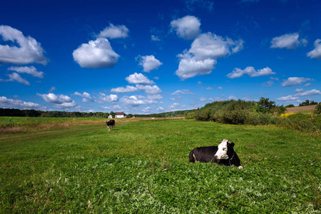 法国农场的牛画像